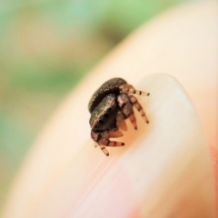 Simaethula sp. (genus) at Cook, ACT - 24 Feb 2022 11:48 AM