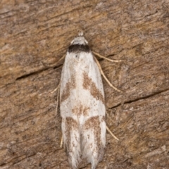 Oxythecta lygrosema (A scat moth (Oecophoridae)) at Melba, ACT - 31 Dec 2021 by kasiaaus