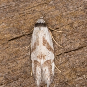 Oxythecta lygrosema at Melba, ACT - 31 Dec 2021