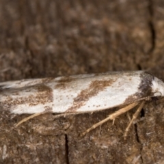 Oxythecta lygrosema at Melba, ACT - 31 Dec 2021