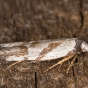 Oxythecta lygrosema at Melba, ACT - 31 Dec 2021 11:28 PM