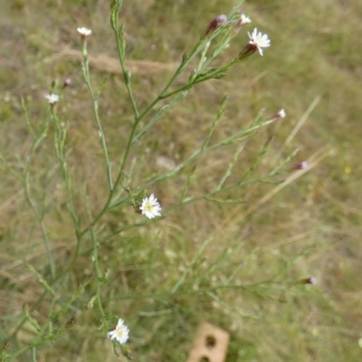 Symphyotrichum subulatum (Wild Aster, Bushy Starwort) at Boro, NSW - 24 Feb 2022 by Paul4K