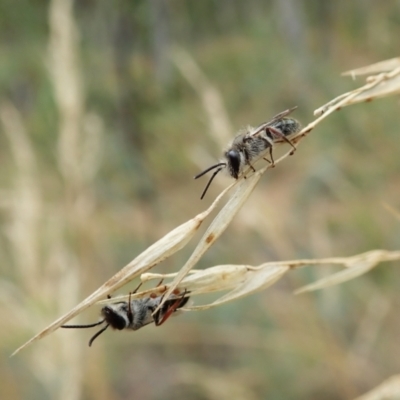 Leioproctus (Leioproctus) alleynae at Aranda, ACT - 22 Feb 2022 by CathB