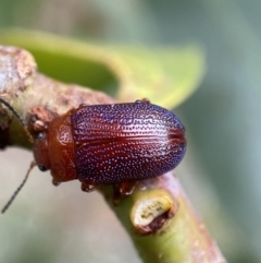 Calomela ioptera at Jerrabomberra, NSW - 25 Feb 2022 02:14 PM