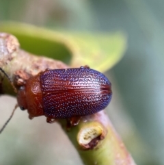 Calomela ioptera at Jerrabomberra, NSW - 25 Feb 2022 02:14 PM