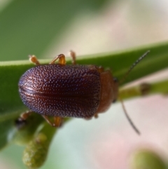 Calomela ioptera at Jerrabomberra, NSW - 25 Feb 2022