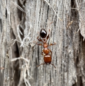 Podomyrma gratiosa at Jerrabomberra, NSW - 25 Feb 2022