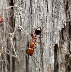 Podomyrma gratiosa at Jerrabomberra, NSW - 25 Feb 2022