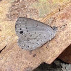 Erina hyacinthina (Varied Dusky-blue) at Mount Jerrabomberra - 25 Feb 2022 by SteveBorkowskis