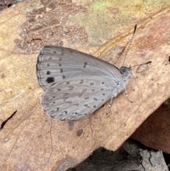 Erina hyacinthina at Jerrabomberra, NSW - 25 Feb 2022 02:03 PM