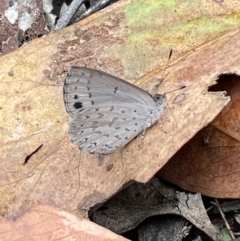 Erina hyacinthina at Jerrabomberra, NSW - 25 Feb 2022