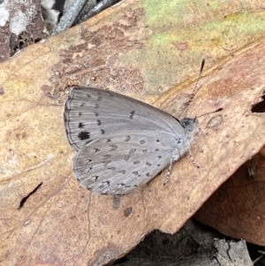 Erina hyacinthina at Jerrabomberra, NSW - 25 Feb 2022