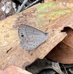 Erina hyacinthina at Jerrabomberra, NSW - 25 Feb 2022 02:03 PM