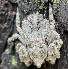 Stephanopis sp. (genus) (Knobbly crab spider) at Mount Jerrabomberra - 25 Feb 2022 by Steve_Bok