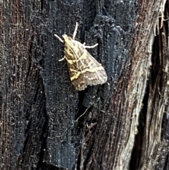 Scoparia spelaea (a Crambid moth) at Mount Jerrabomberra QP - 25 Feb 2022 by Steve_Bok