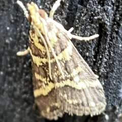 Scoparia spelaea at Jerrabomberra, NSW - 25 Feb 2022 01:40 PM