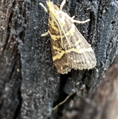 Scoparia spelaea at Jerrabomberra, NSW - 25 Feb 2022