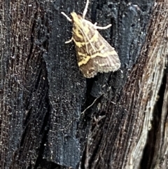 Scoparia spelaea at Jerrabomberra, NSW - 25 Feb 2022