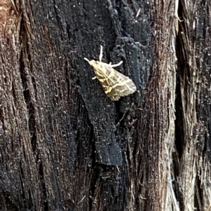 Scoparia spelaea at Jerrabomberra, NSW - 25 Feb 2022 01:40 PM