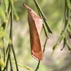 Pararguda nasuta (Wattle Snout Moth) at Mount Jerrabomberra QP - 25 Feb 2022 by Steve_Bok