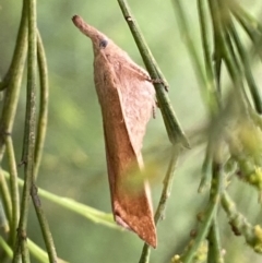 Pararguda nasuta at Jerrabomberra, NSW - 25 Feb 2022