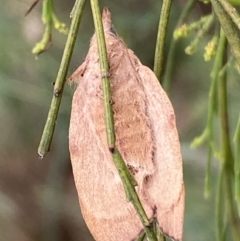 Pararguda nasuta at Jerrabomberra, NSW - 25 Feb 2022