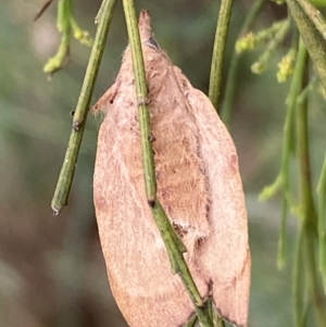 Pararguda nasuta at Jerrabomberra, NSW - 25 Feb 2022 01:39 PM