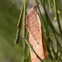 Pararguda nasuta at Jerrabomberra, NSW - 25 Feb 2022 01:39 PM