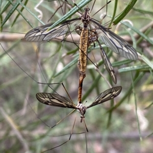 Ptilogyna sp. (genus) at Jerrabomberra, NSW - 25 Feb 2022