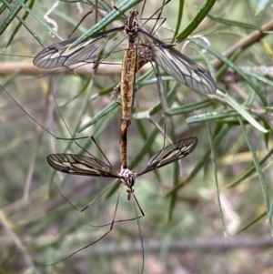 Ptilogyna sp. (genus) at Jerrabomberra, NSW - 25 Feb 2022