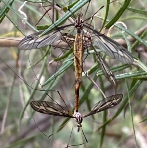 Ptilogyna sp. (genus) at Jerrabomberra, NSW - 25 Feb 2022