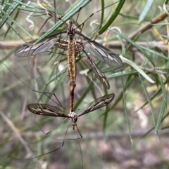 Ptilogyna sp. (genus) at Jerrabomberra, NSW - 25 Feb 2022