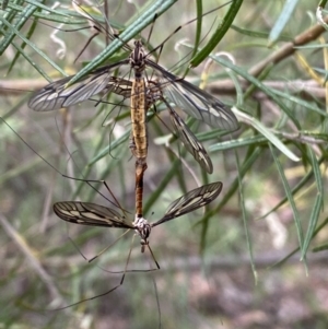 Ptilogyna sp. (genus) at Jerrabomberra, NSW - 25 Feb 2022