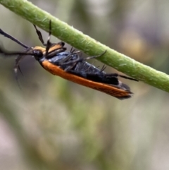 Snellenia lineata (Lycid-mimicking Moth) at Mount Jerrabomberra - 25 Feb 2022 by SteveBorkowskis