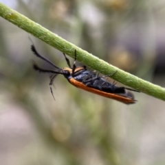 Snellenia lineata at Jerrabomberra, NSW - 25 Feb 2022