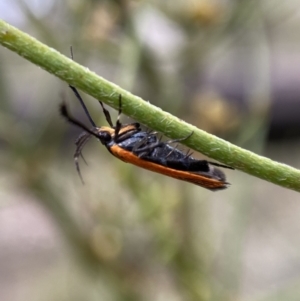 Snellenia lineata at Jerrabomberra, NSW - 25 Feb 2022