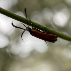 Snellenia lineata at Jerrabomberra, NSW - 25 Feb 2022