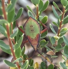 Amorbus sp. (genus) (Eucalyptus Tip bug) at Mount Jerrabomberra QP - 25 Feb 2022 by Steve_Bok