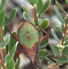 Amorbus sp. (genus) at Jerrabomberra, NSW - 25 Feb 2022