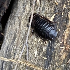 Panesthia australis at Jerrabomberra, NSW - 25 Feb 2022