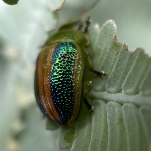 Calomela parilis at Jerrabomberra, NSW - 25 Feb 2022