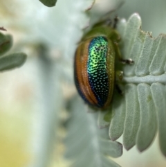 Calomela parilis at Jerrabomberra, NSW - 25 Feb 2022