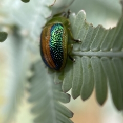 Calomela parilis at Jerrabomberra, NSW - 25 Feb 2022