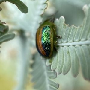 Calomela parilis at Jerrabomberra, NSW - 25 Feb 2022