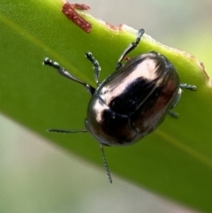 Ditropidus sp. (genus) (Leaf beetle) at Jerrabomberra, NSW - 25 Feb 2022 by SteveBorkowskis
