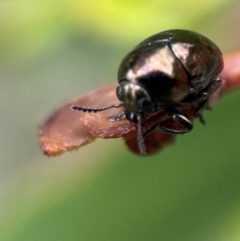 Ditropidus sp. (genus) at Jerrabomberra, NSW - 25 Feb 2022