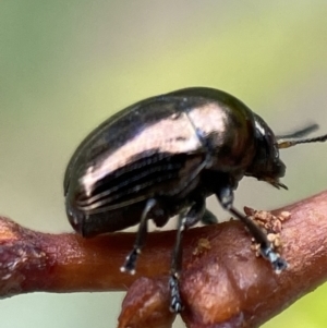 Ditropidus sp. (genus) at Jerrabomberra, NSW - 25 Feb 2022