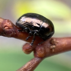 Ditropidus sp. (genus) at Jerrabomberra, NSW - 25 Feb 2022