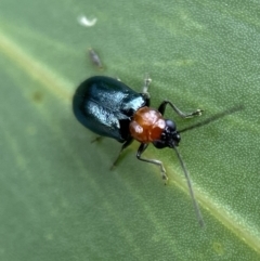 Adoxia benallae (Leaf beetle) at Jerrabomberra, NSW - 25 Feb 2022 by Steve_Bok