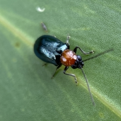 Adoxia benallae (Leaf beetle) at Jerrabomberra, NSW - 25 Feb 2022 by Steve_Bok